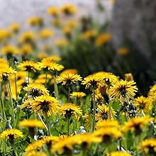 Dandelion-seed true-dandelion wild heirloom seeds-for-planting bee-friendly usa untreated organic