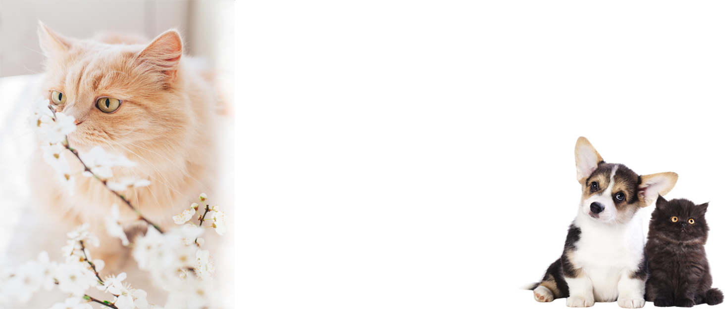 Marchul 2Pcs Cat Comb Dog Combs Set, Self-Cleaning Flea Comb for Cats and Dogs, Cat Grooming Brush with Release Button and Stainless Steel Metal Round Teeth for Removing Matted & Loose Fur, White 10 d26f7775 b5b9 494f 9dba 56622f1452e9. CR0,0,1464,625 PT0 SX1464 V1