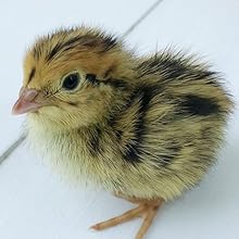 Small manufacture image 8