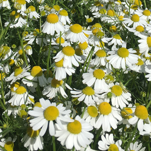 herb, organic, medicinal herbs