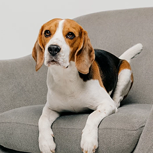 dog bed ramp