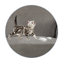 velvet sofacover