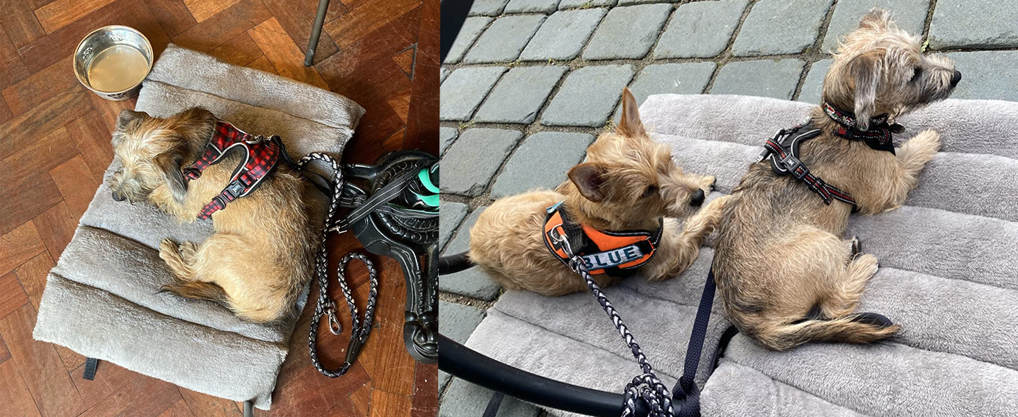 dogs bed for cafe pub