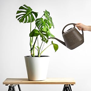 watering can 