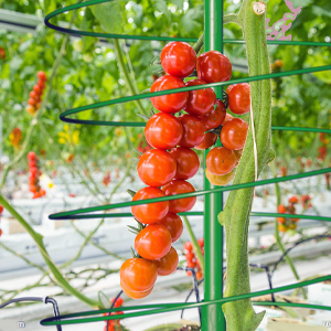 Tomatoes Planters Cage 2 Pack Pea Bean Trellis Green for Garden Tower Stretchable with Poles Stake