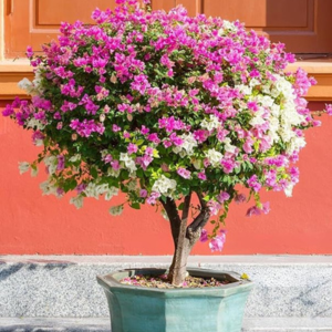 Bougainvillea multicolour indoor outdoor pot podha gamla buganbelia live plant Flowers grafted