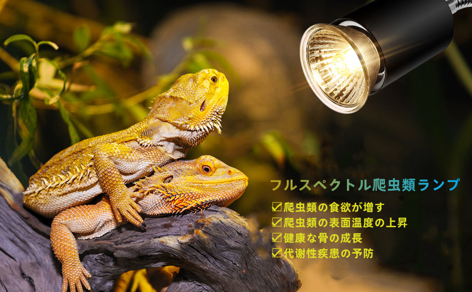 爬虫類 ライト