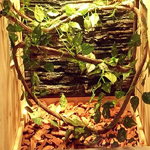 Terrarien- oder Vivarieneinrichtung mit natürlichen Zweigen, grünem Laub und braunem Substrat, das den Boden bedeckt. Dunkles strukturiertes Hintergrundfeld sichtbar
