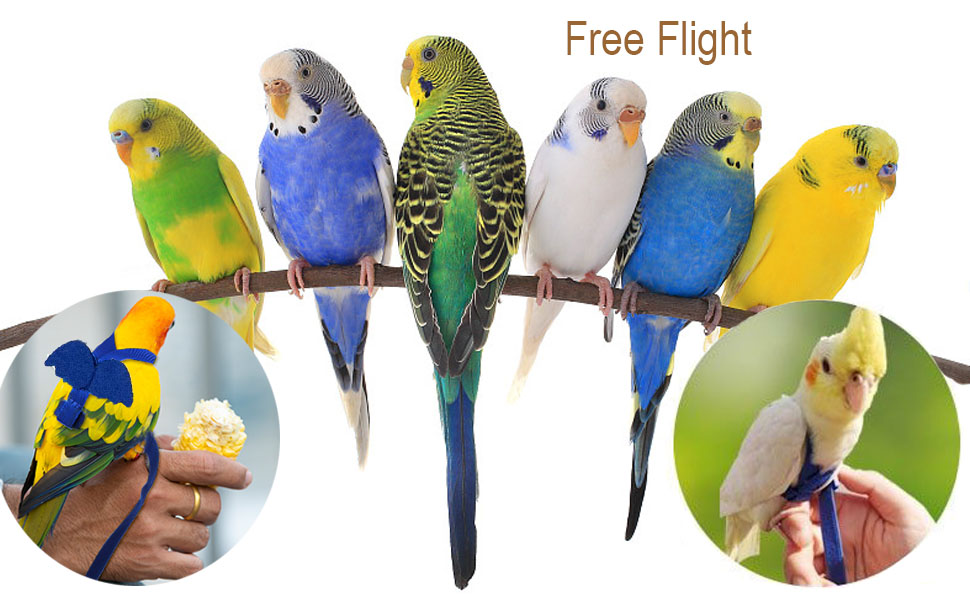 Xiapumeth Bird Harness for Parrot, 2Pcs Bird Leash for Parrots, Parakeet Leash for