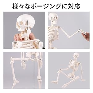 超激レア☆高級骸骨 プラスティックボーン 整形外科 プラプラがいこつ マスコット – ネイチャーテクニカラー公式