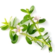 Brahmi 