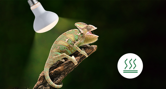 A+3 bearded dragon light