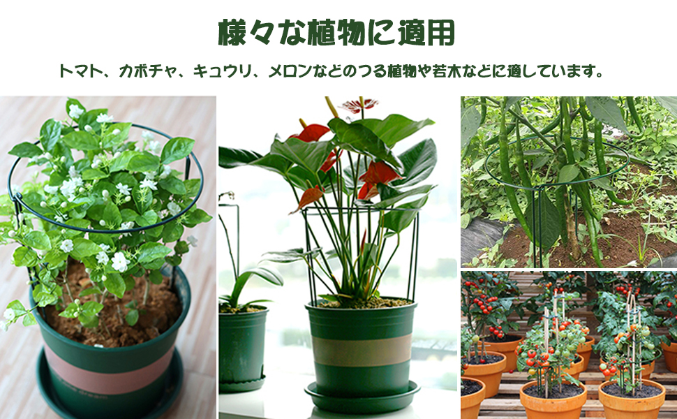引き取り限定　植物 🌼GROW UP SALE DAY 2🌼