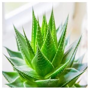 Aloe