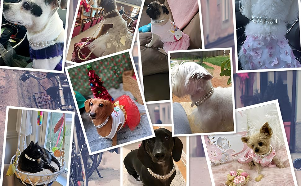 Pearl Small Dog Collar