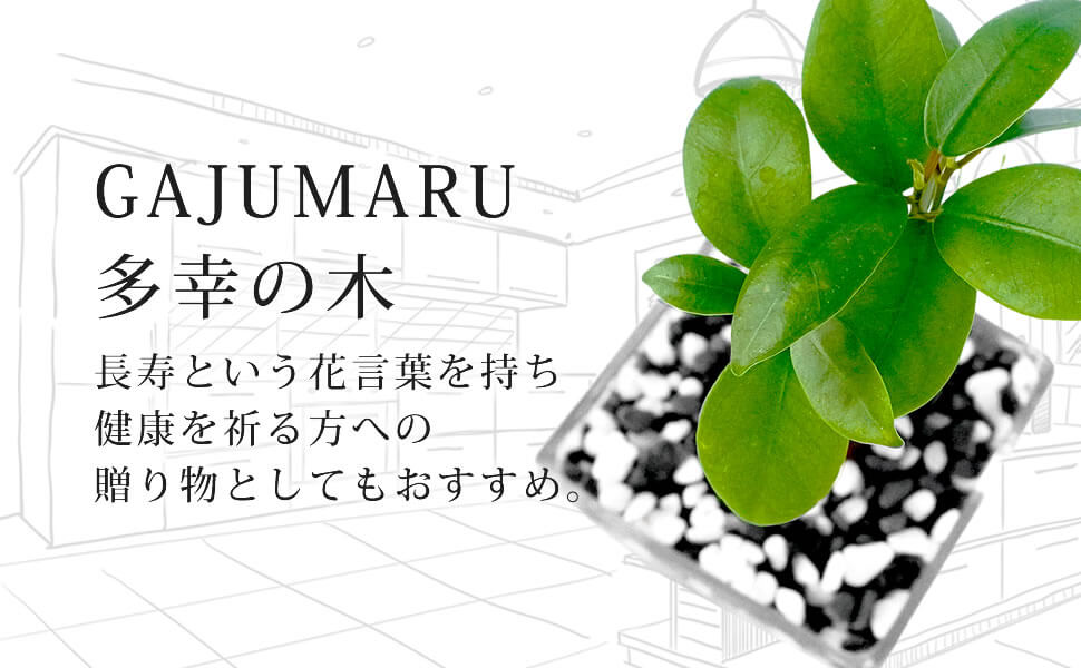 Amazon｜ガジュマル 黒砂利 白玉ブレンド 土をつかっておらず