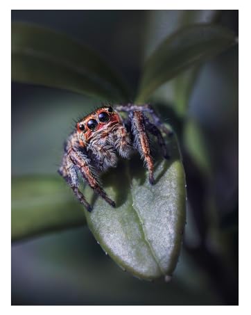 jumping spider enclosure