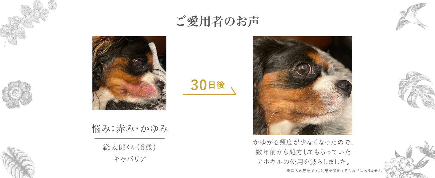 犬用 ゼリー
