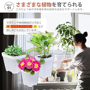 凄く種子取れます❗️実生　寄せ植え　13株　鉢のまま発送　銀冠玉 maxresdefault.jpg