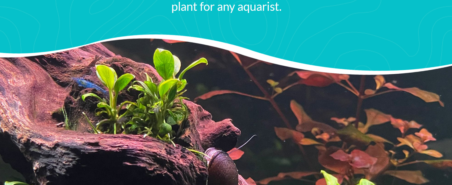 Live plants