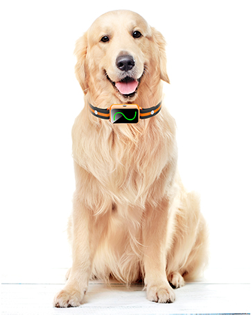 e collar