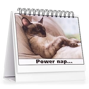 Funny Office Gift For Cat Lovers, Cat Moodycards on a Desk