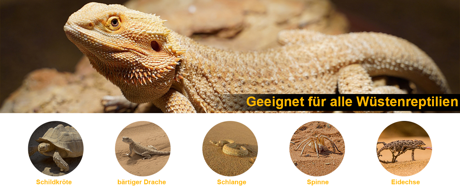 Bartdracheneidechse auf felsiger Oberfläche. Die Unterseite zeigt kreisförmige Ikonen mit Silhouetten verschiedener Wüstenreptilien