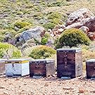 Le miel de thym du Maroc