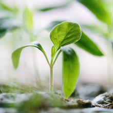 A bright green healthy seedling