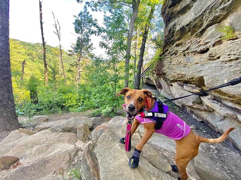 hiking dog shoes
