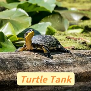 Kleine Schildkröte auf einem Baumstamm, umgeben von Seerosenblättern in einem Teich. Auf der Texteinblendung steht „Turtle Tank“