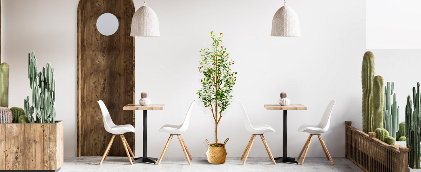 olive plant