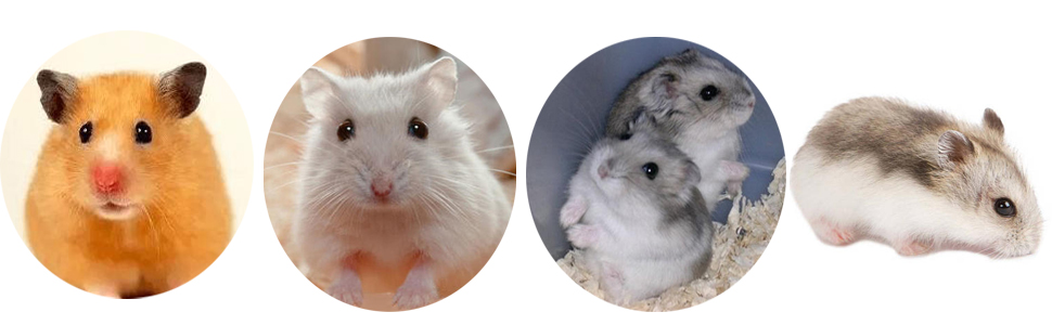 Suitable for syrian hamsters, dwarf hamster, robo hamster and other smworldnet027 rat gerbil mouse
