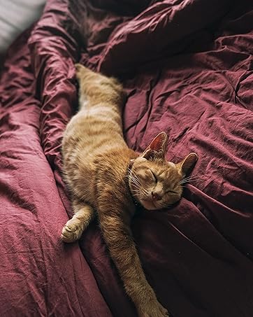 gatos