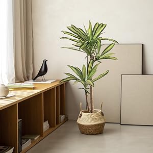  artificial trees, artificial plant, maia shop, bamboo, ficus, olive, eucalyptus, banana, almond