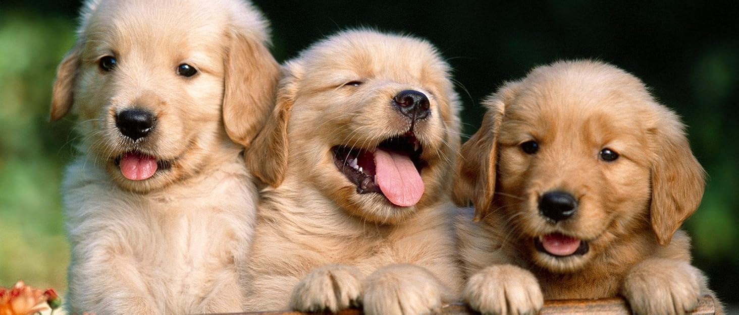 POPETPOP – Love pets