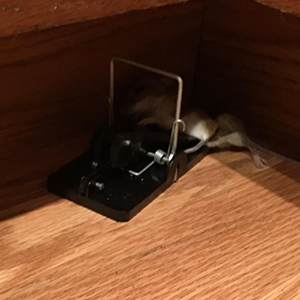 mice trap indoor