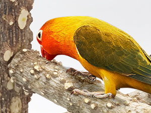 Natural prickly ash safe to chew, bond at home with bird play stand