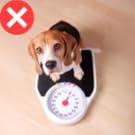 pludh dog toytoy chewer medium dog toy aggressive chewer squirrel dog toy dog aggressive chewer