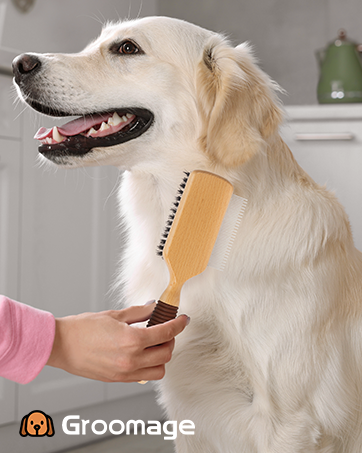 dog brush