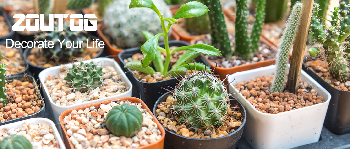 succulent pots