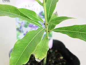 希少大苗♥　ペトレア　ウォルビリス　 サンドペーパーバイン パープルリース 希少大苗♥ ペトレア ウォルビリス サンドペーパーバイン