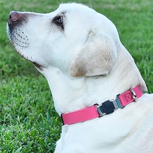 biothane collar cliclock herm sprenger adjustable