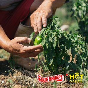 Small manufacture image 3