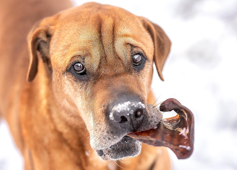 123... Hund dabei! - Natürliche Getrocknete Schweineohren für Hunde ... 123... Hund dabei! - Natürliche Getrocknete Schweineohren für Hunde ...