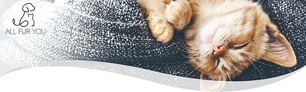 Header Cat All Fur You