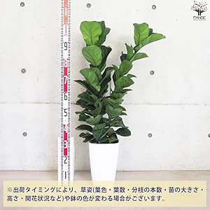 カシワバゴム バンビーノ 10号 カシワバゴム バンビーノ - TRANSHIP