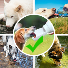 water bottle for dog