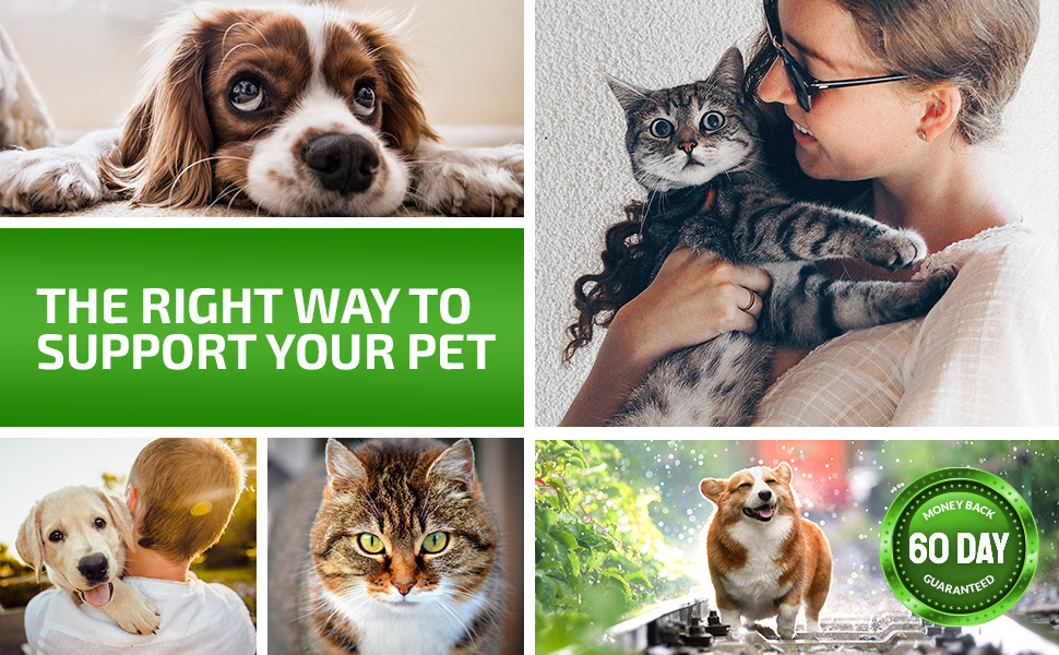 The right way to support your pet