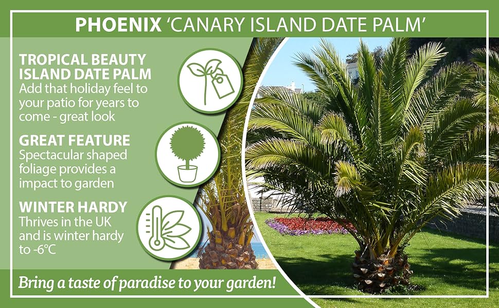 Hardy Phoenix Palm Tree Amazon.co.uk Garden